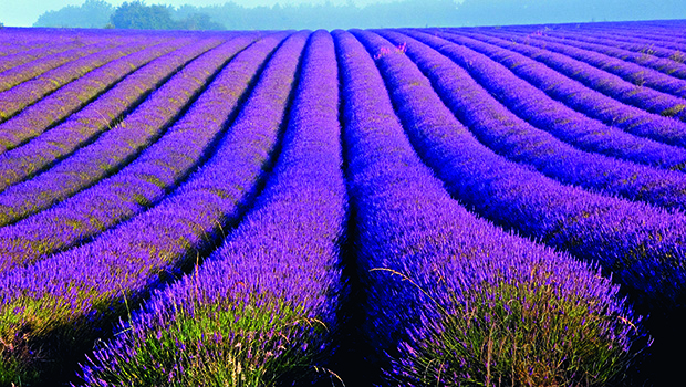  Fields of lavender.